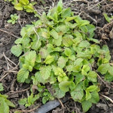 Organic Lemon Balm essential oil 5ml